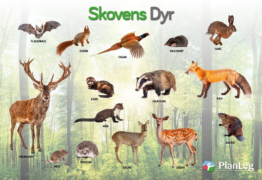 Læringstavle - skovens dyr Læringstavle - skovens dyr