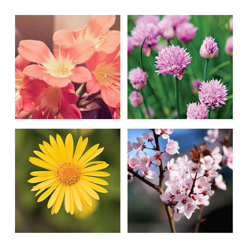 motiver til akustiktavler blomster motiver til akustiktavler blomster